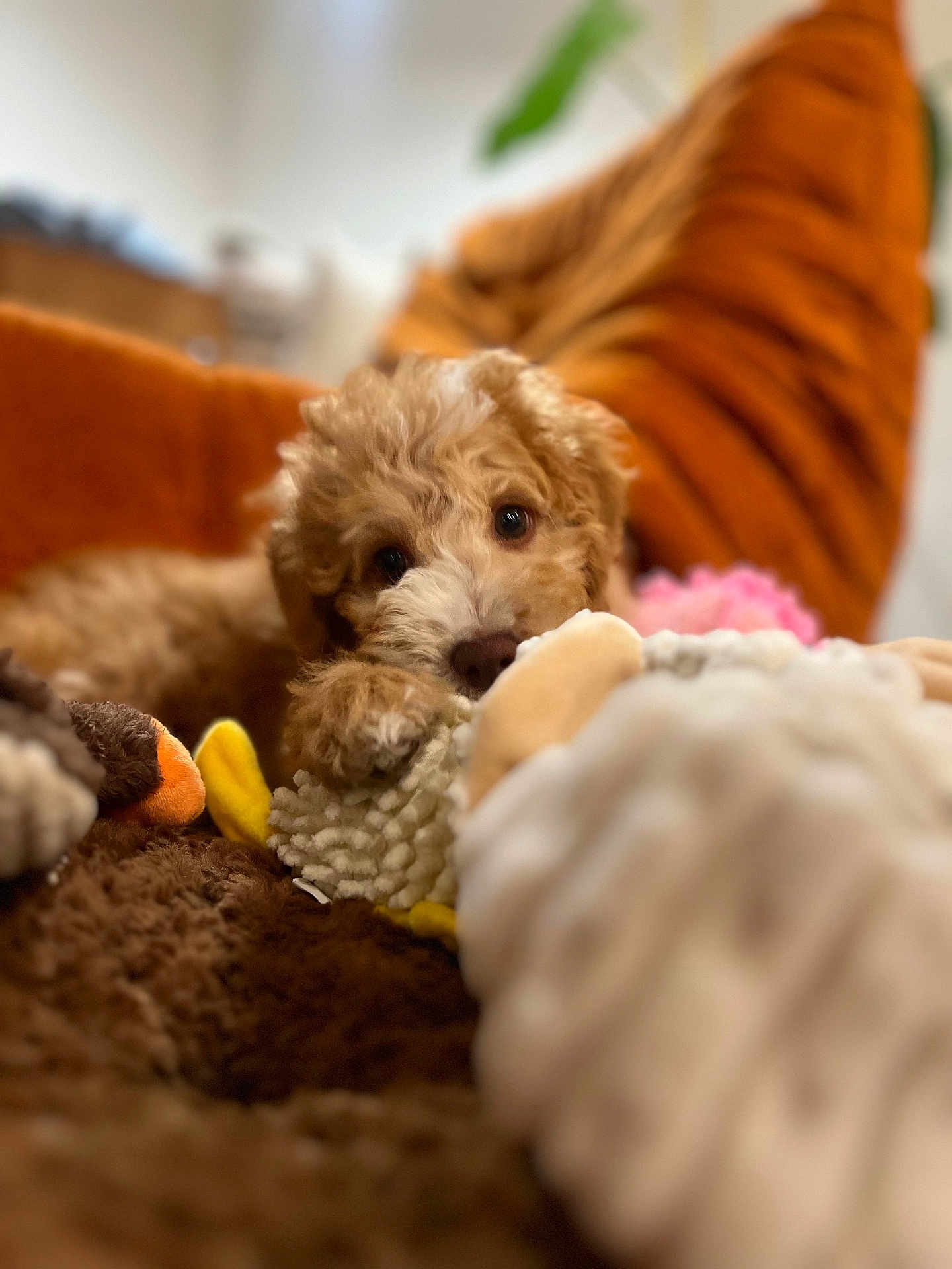 Maple joined the competition — help win amazing prizes! puppy, dog, curly_fur, brown_fur, plush_toy, blanket, cozy, indoor, pet, cute, soft_texture, cushion, orange, relaxed, animal, fur, lying_down, close_up, home, adorable