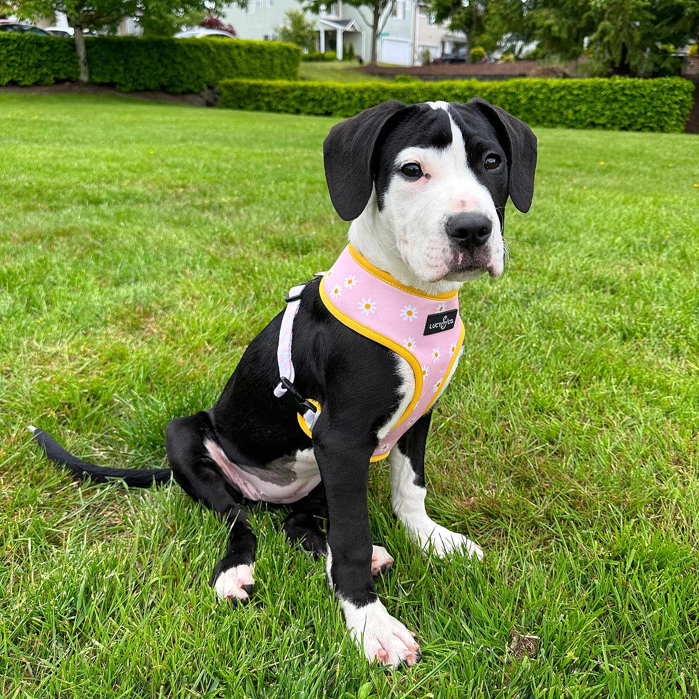 Lady joined the competition — help win amazing prizes! accessories, animal, canine, car, dog, grass, hound, lawn, nature, outdoors, park, person, pet, plant, puppy, strap, transportation, tree, vegetation, vehicle