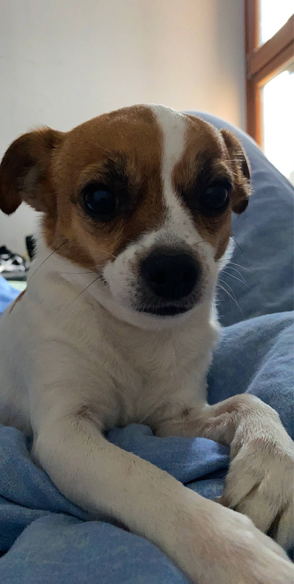 Micky participe au concours pour gagner de l'argent avec cette photo : canidae, carnivore, companion_dog, danish_swedish_farmdog, dog, dog_breed, feist, irishjacks, jack_russell_terrier, mammal, miniature_fox_terrier, parson_russell_terrier, puppy, rat_terrier, russell_terrier, snout, tenterfield_terrier, treeing_feist, vertebrate, whiskers