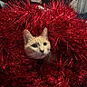 Ulck participe au concours pour gagner de l'argent avec cette photo : cat, animal, pet, tinsel, red, decor, holiday, christmas, fur, whiskers, cute, curious, face, closeup, indoor, feline, shiny, sparkly, festive, cozy