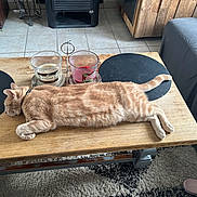 Ulck a rejoint le concours — aidez-le/la à gagner de superbes lots ! cat, ginger_cat, sleeping, wooden_table, candles, candle_holder, living_room, tile_floor, sofa, blanket, rug, remote_control, slipper, cozy, relaxation, pet, domestic, feline, indoor, resting