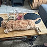 cat, ginger_cat, sleeping, wooden_table, candles, candle_holder, living_room, tile_floor, sofa, blanket, rug, remote_control, slipper, cozy, relaxation, pet, domestic, feline, indoor, resting
