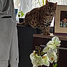 Stargete participe au concours pour gagner de l'argent avec cette photo : cat, indoor, plant, flower, orchid, cabinet, photo_frame, curtain, jacket, window, leaf, pet, feline, spot_pattern, fur, domestic, home_decor, natural_light, tabletop, greenery