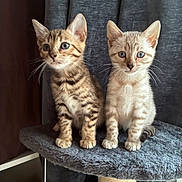 Brume Et Bagera participe au concours pour gagner de l'argent avec cette photo : kitten, cat, animal, pet, feline, cute, fur, whiskers, ears, eyes, sitting, indoor, cozy, cat_tree, curious, domestic_animal, young, portrait, two_animals, furniture