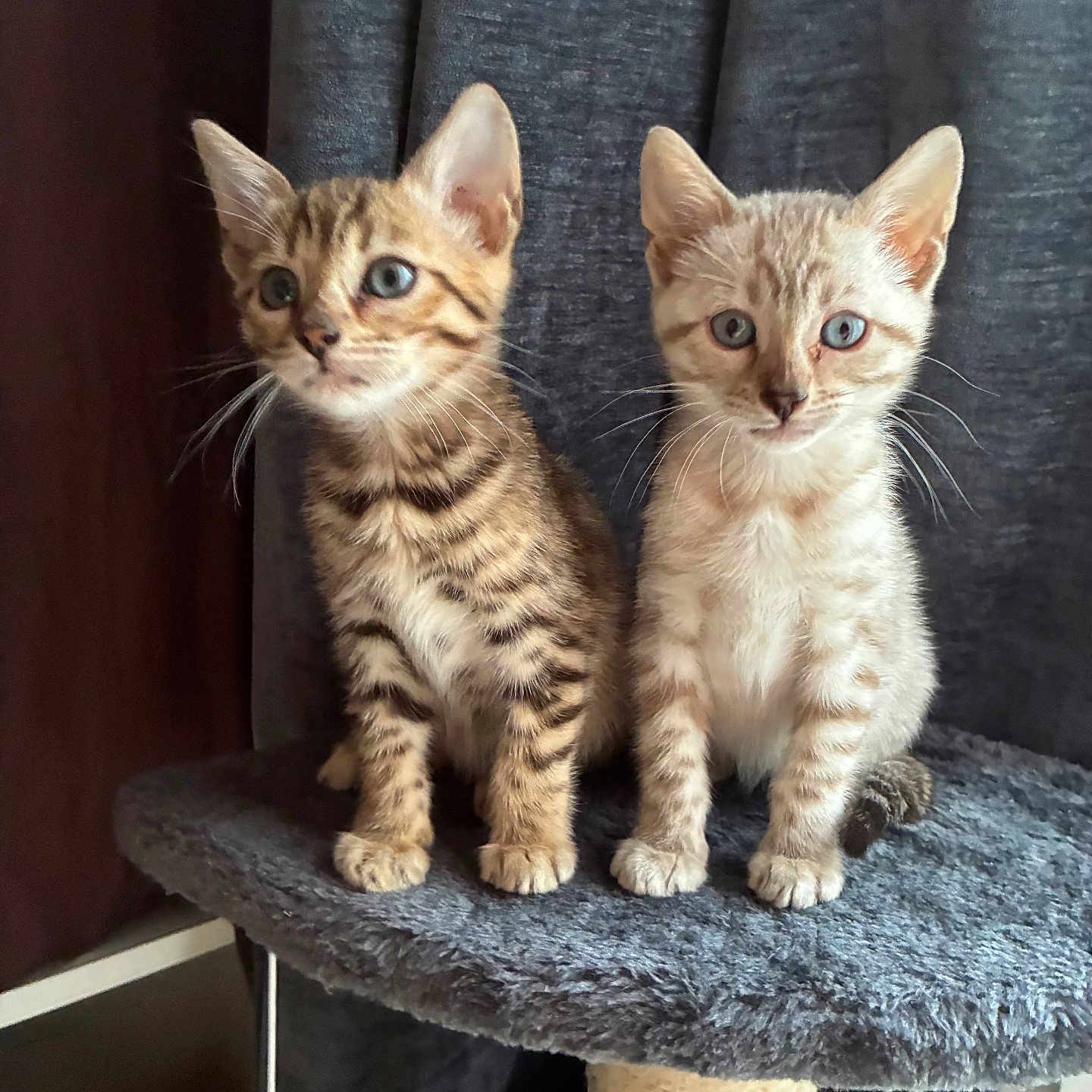 Brume Et Bagera participe au concours pour gagner de l'argent avec cette photo : kitten, cat, animal, pet, feline, cute, fur, whiskers, ears, eyes, sitting, indoor, cozy, cat_tree, curious, domestic_animal, young, portrait, two_animals, furniture