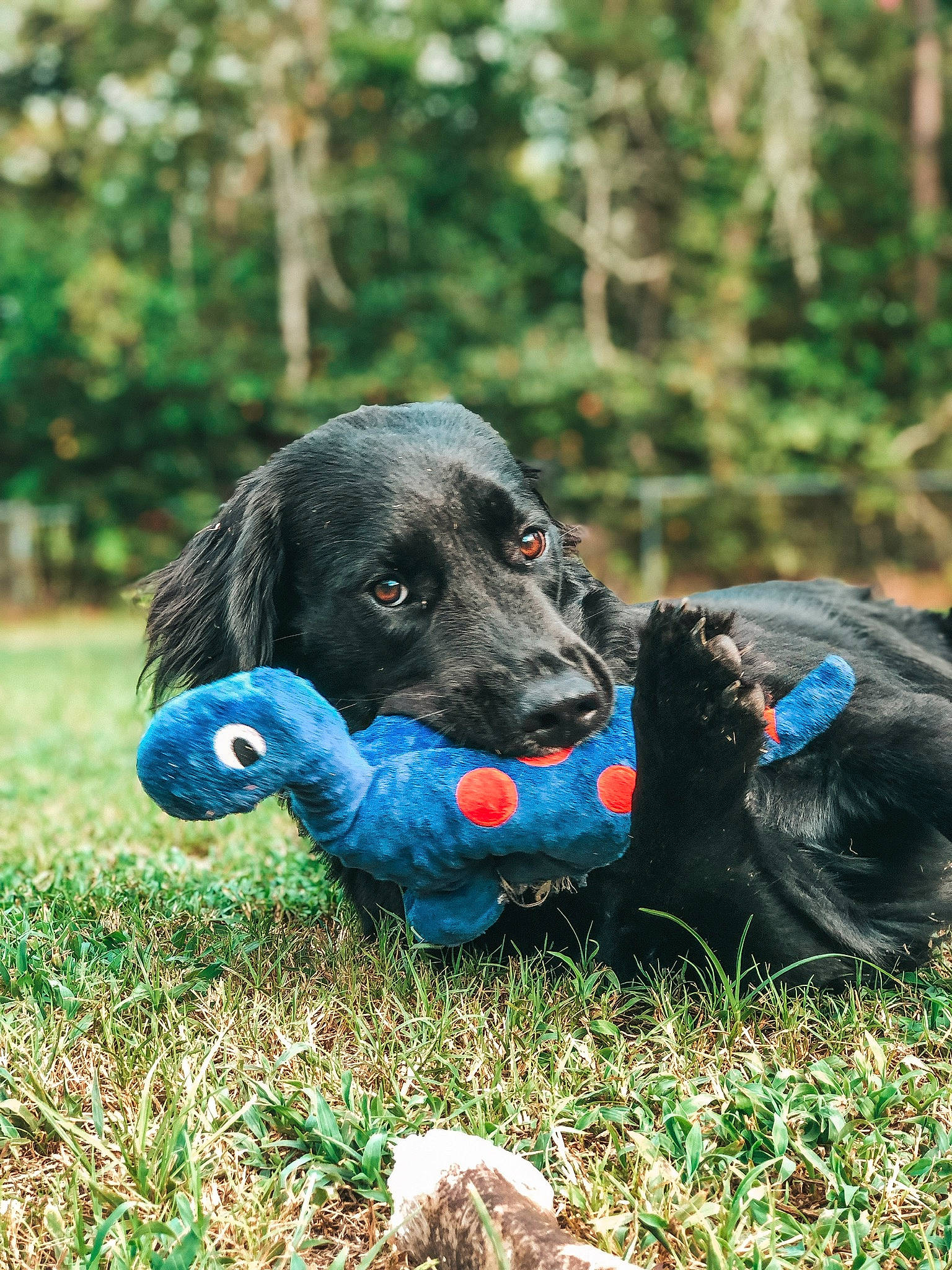 Tucker joined the competition — help win amazing prizes! canidae, carnivore, dog, dog_breed, flat_coated_retriever, german_spaniel, grass, hunting_dog, labrador_retriever, mammal, rare_breed_dog, retriever, snout, sporting_group, vertebrate