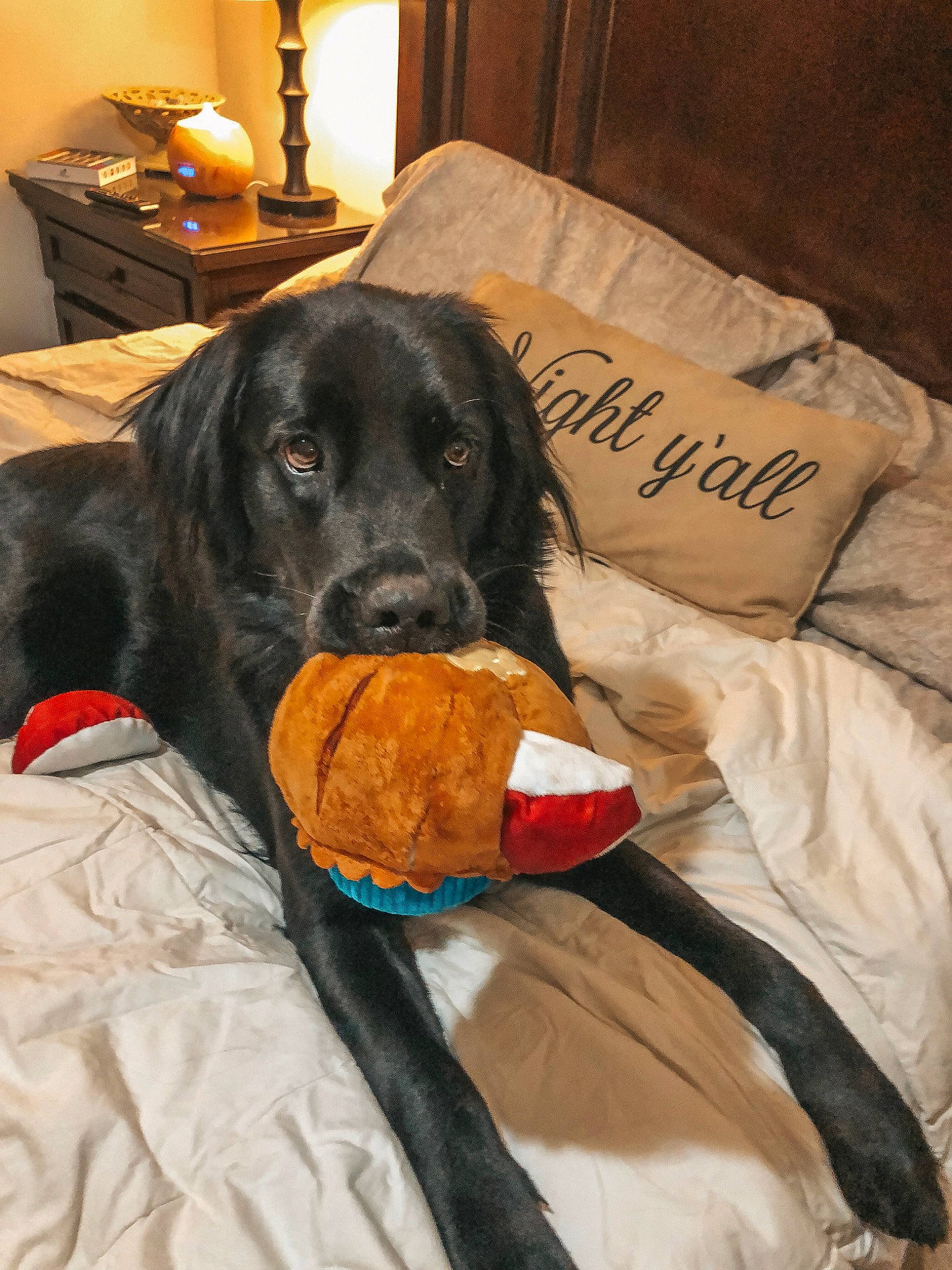 Tucker is registered to the contest to win money with this photo: beagador, borador, canidae, carnivore, companion_dog, dog, dog_breed, dog_collar, flat_coated_retriever, hunting_dog, pointer, retriever, snout, sporting_group