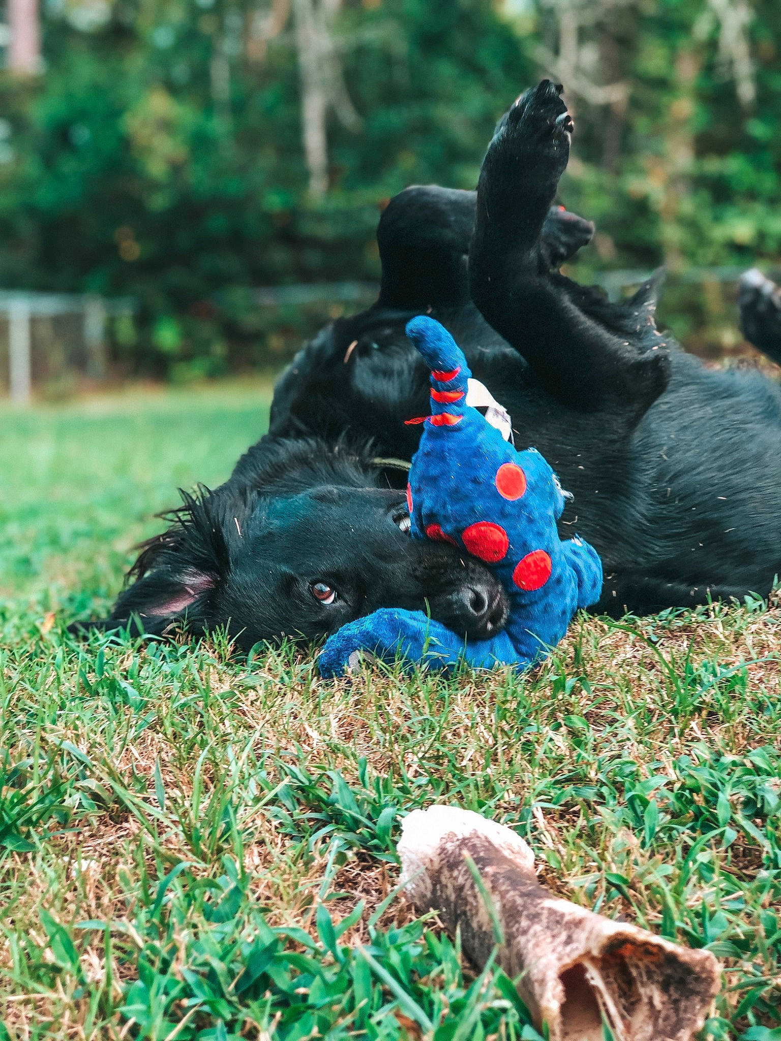 Tucker joined the competition — help win amazing prizes! canidae, carnivore, dog, dog_breed, grass, sporting_group, terrier