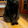 black_cat, cat, cozy, domestic_animal, ears, feline, fur, glass_dish, green_eyes, household, indoor, intense_gaze, pet, quiet, sitting, tabletop, tail, whiskers, wooden_furniture, wooden_table