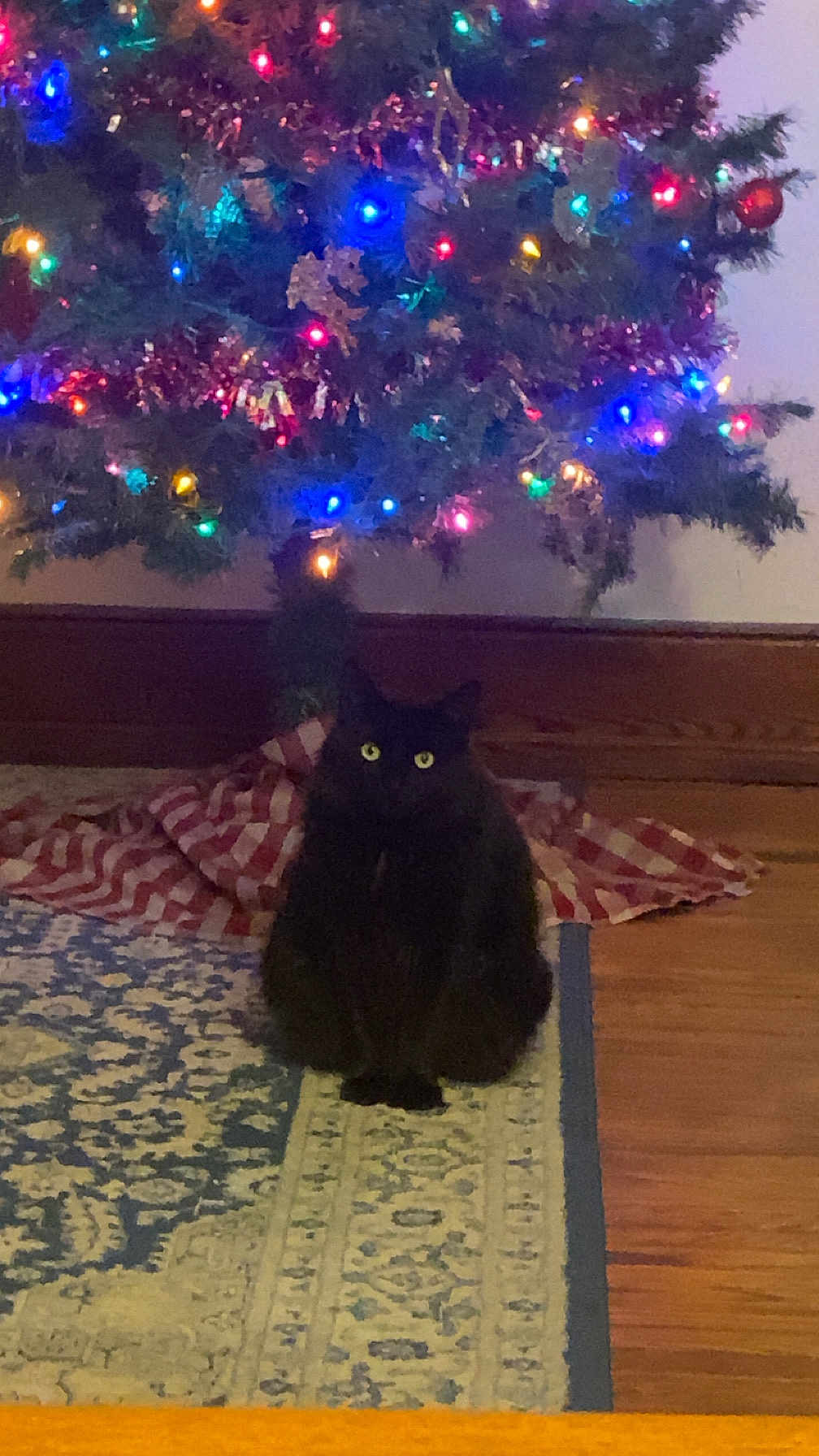 Lunamarie is registered to the contest to win money with this photo: animal, black_cat, cat, christmas_lights, christmas_tree, cozy, decorations, festive, glowing_eyes, holiday, home, indoor, ornaments, patterned_rug, pet, rug, sitting, tree_skirt, wood_floor, yellow_eyes