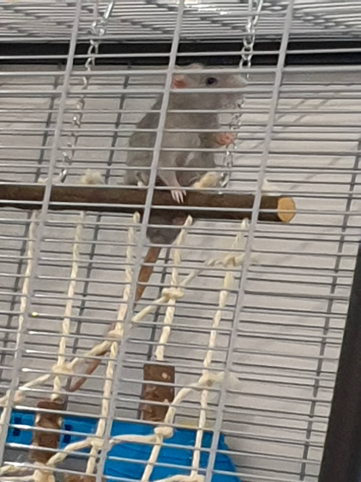 Tic a rejoint le concours — aidez-le/la à gagner de superbes lots ! animal_shelter, cage, composite_material, daylighting, metal, muridae, muroidea, parakeet, scaffolding, steel, window