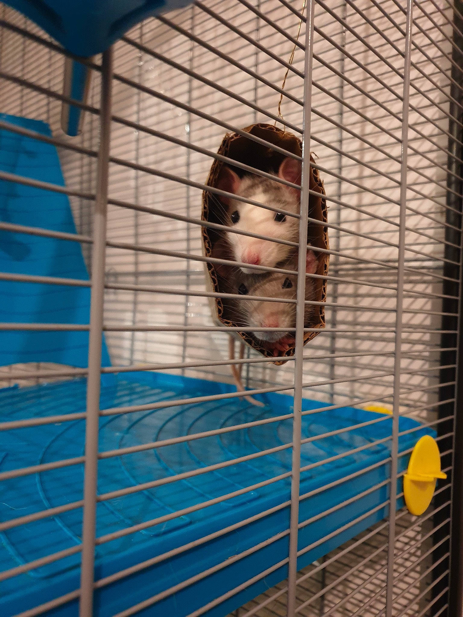 Tic a rejoint le concours — aidez-le/la à gagner de superbes lots ! animal_shelter, blue, budgie, cage, degu, fawn, gerbil, hamster, muridae, muroidea, net, parakeet, parrot, pet_supply, rat, rodent