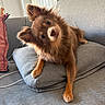 dog, brown_dog, couch, cushion, indoor, pet, fluffy, canine, head_tilt, curious, fur, ears, eyes, relaxed, living_room, cozy, domestic_animal, furniture, portrait, companion