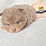 puppy, dog, cute, fluffy, young, small, lying_down, blue_eyes, soft_texture, blanket, indoors, pet, animal, sleepy, cozy, fur, close_up, adorable, background_object, resting