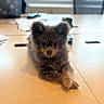puppy, dog, fluffy, table, office, laptop, chair, person, blurred_background, curious, cute, indoor, workspace, furniture, pet, animal, brown_fur, small_dog, portrait, relaxed