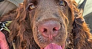 Bobby participe au concours pour gagner de l'argent avec cette photo : dog, brown_dog, fluffy, long_hair, tongue, pink_tongue, nose, eyes, pet, animal, portrait, close_up, funny, playful, happy, sitting, car, car_interior, sunlight, fur