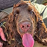 dog, brown_dog, fluffy, long_hair, tongue, pink_tongue, nose, eyes, pet, animal, portrait, close_up, funny, playful, happy, sitting, car, car_interior, sunlight, fur