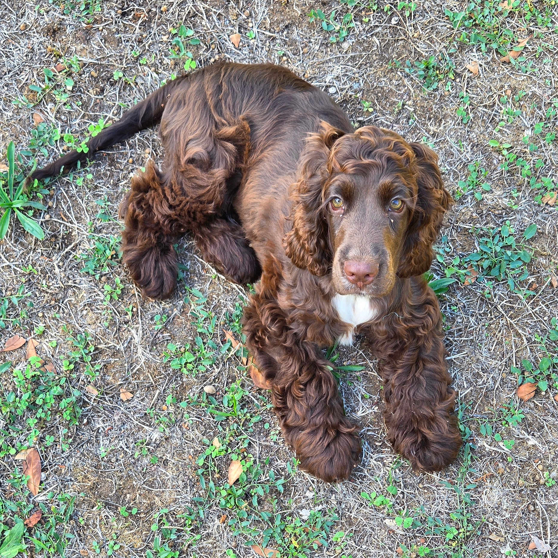 Bobby a rejoint le concours — aidez-le/la à gagner de superbes lots ! dog, dogs, brown_dog, curly_fur, long_hair, floppy_ears, outdoor, grass, ground, lying_down, looking_at_camera, pet, animal, canine, portrait, close_up, natural_light, garden, playful, shaggy