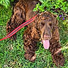 Bobby a rejoint le concours — aidez-le/la à gagner de superbes lots ! dog, brown_dog, fluffy, curly_coat, long_hair, tongue_out, panting, lying_down, grass, garden, outdoor, leash, red_leash, greenery, leaves, flowers, purple_flower, pet, animal, close_up