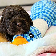 Bobby participe au concours pour gagner de l'argent avec cette photo : puppy, dog, chocolate_brown, sleeping, cute, puppet_toy, plush_toy, blanket, fluffy, portrait, close_up, indoors, cozy, pet, animal, brown_fur, blue, orange, resting, adorable