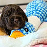 puppy, dog, chocolate_brown, sleeping, cute, puppet_toy, plush_toy, blanket, fluffy, portrait, close_up, indoors, cozy, pet, animal, brown_fur, blue, orange, resting, adorable