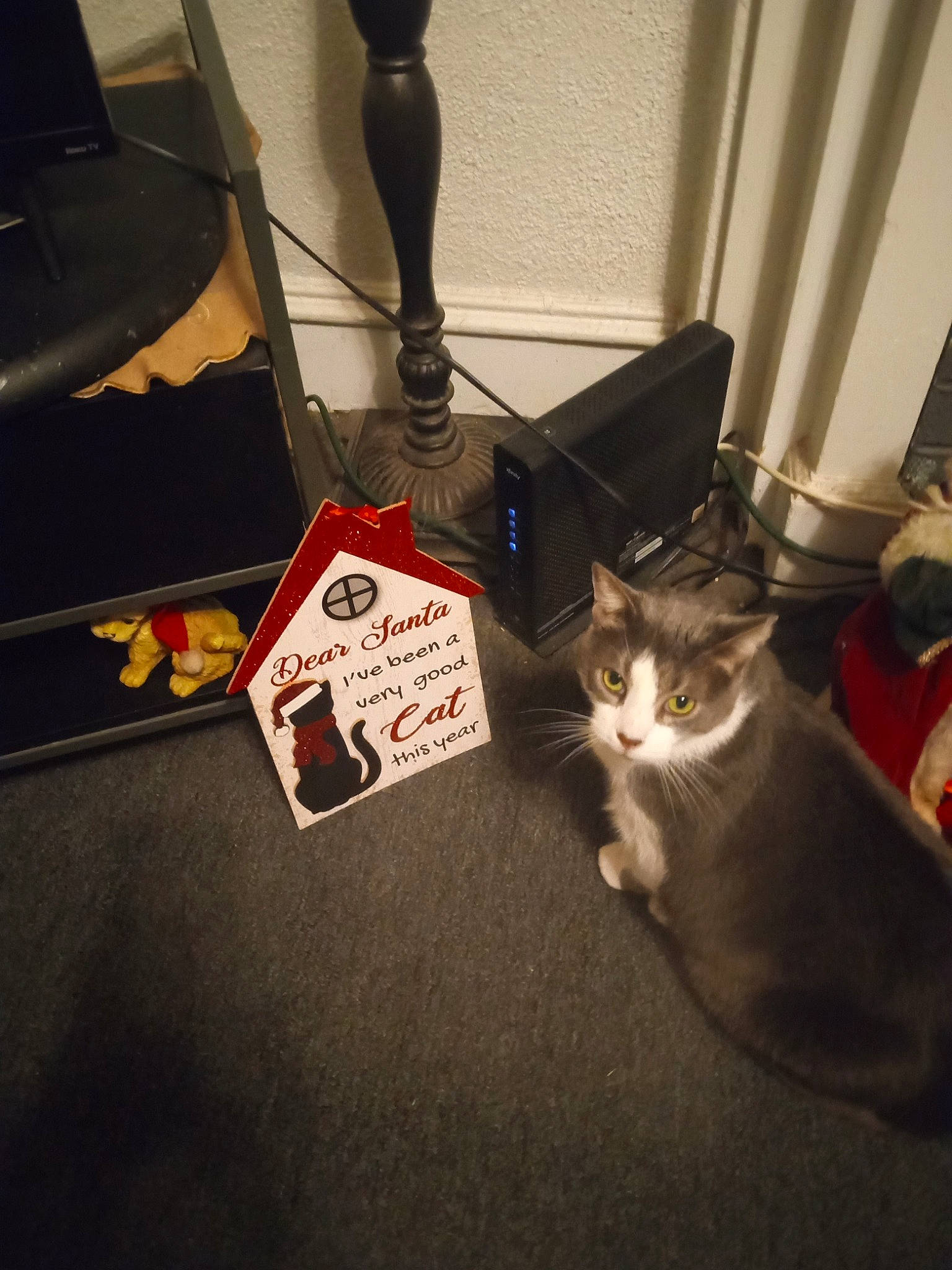 Kitty is registered to the contest to win money with this photo: audio_equipment, carmine, carnivore, cat, domestic_short_haired_cat, drinkware, eyewear, felidae, floor, flooring, fur, hardwood, human_leg, paw, room, small_to_medium_sized_cats, table, tail, whiskers, wood