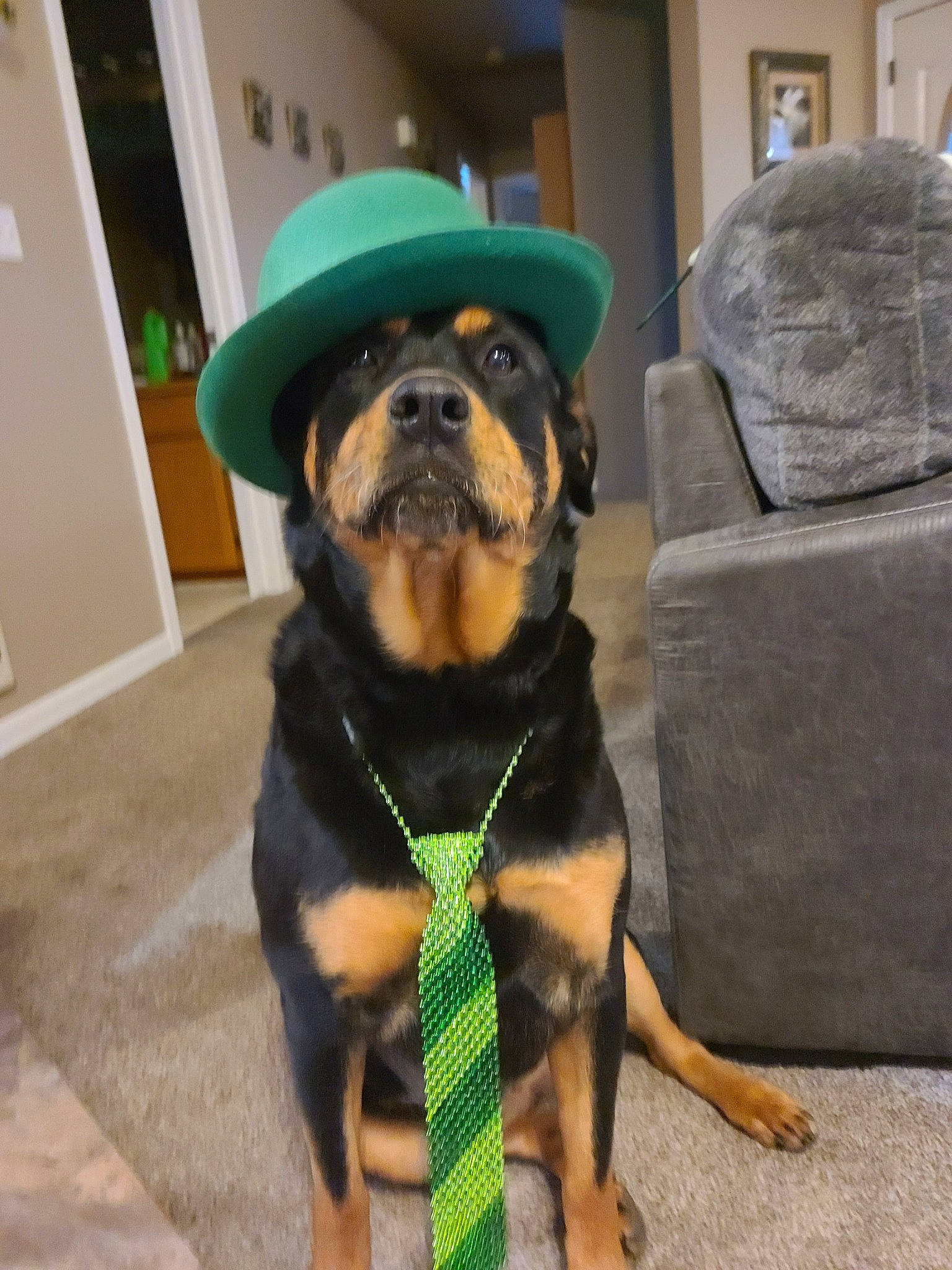 Gypsy joined the competition — help win amazing prizes! beaglier, canidae, carnivore, collar, companion_dog, dog, dog_breed, dog_collar, fawn, fur, hat, pet_supply, picture_frame, snout, sporting_group, terrestrial_animal, toy_dog, whiskers, working_animal, working_dog