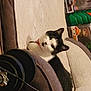 Alice is registered to the contest to win money with this photo: auto_part, automotive_tire, carnivore, cat, chair, comfort, domestic_short_haired_cat, felidae, fender, fur, gas, hardwood, metal, rim, room, small_to_medium_sized_cats, snout, tail, whiskers, wood
