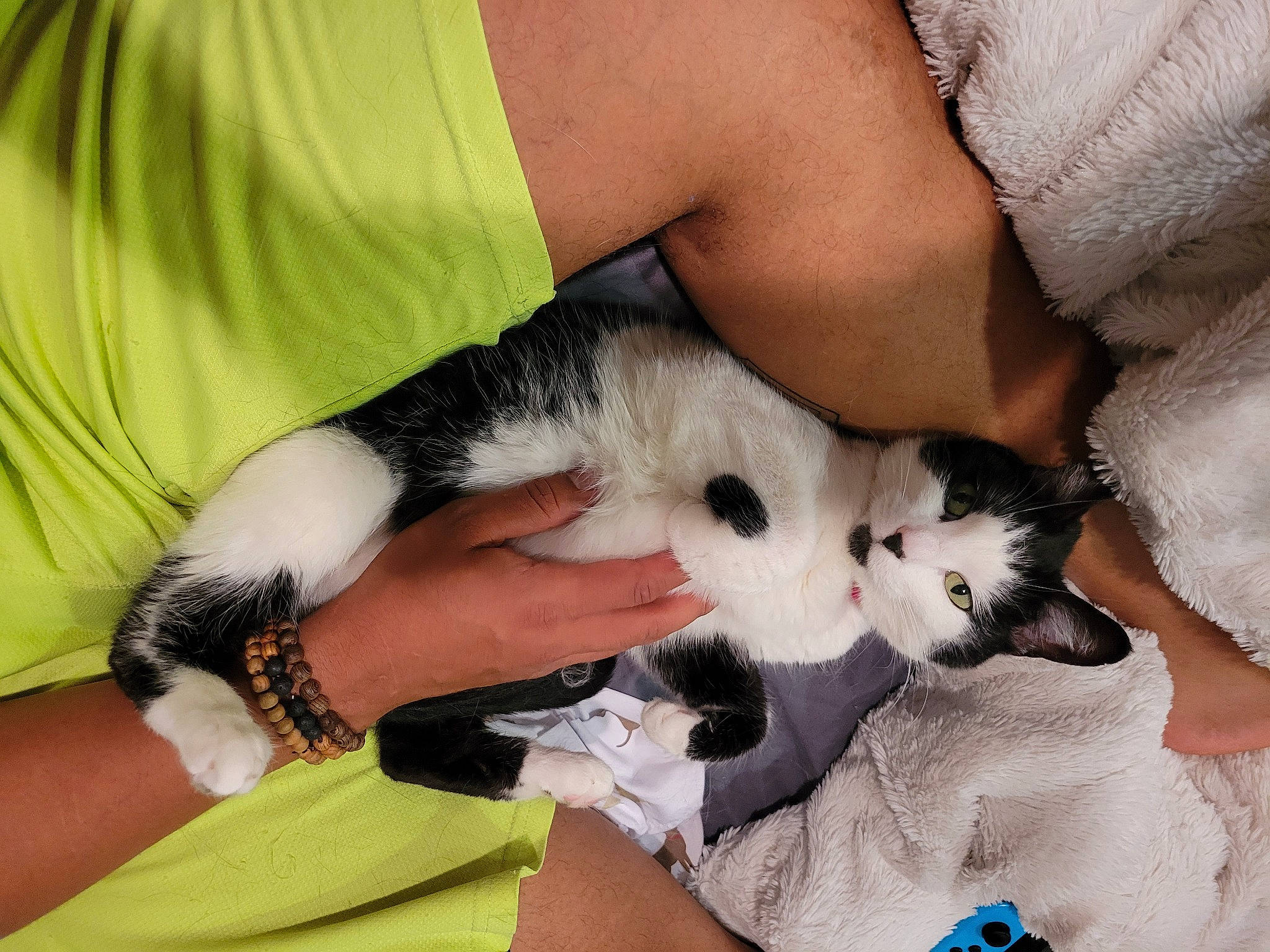 Alice is registered to the contest to win money with this photo: canidae, carnivore, cat, comfort, companion_dog, dog_breed, domestic_short_haired_cat, fawn, felidae, finger, fur, gesture, hand, lap, nail, paw, small_to_medium_sized_cats, snout, whiskers, wrist