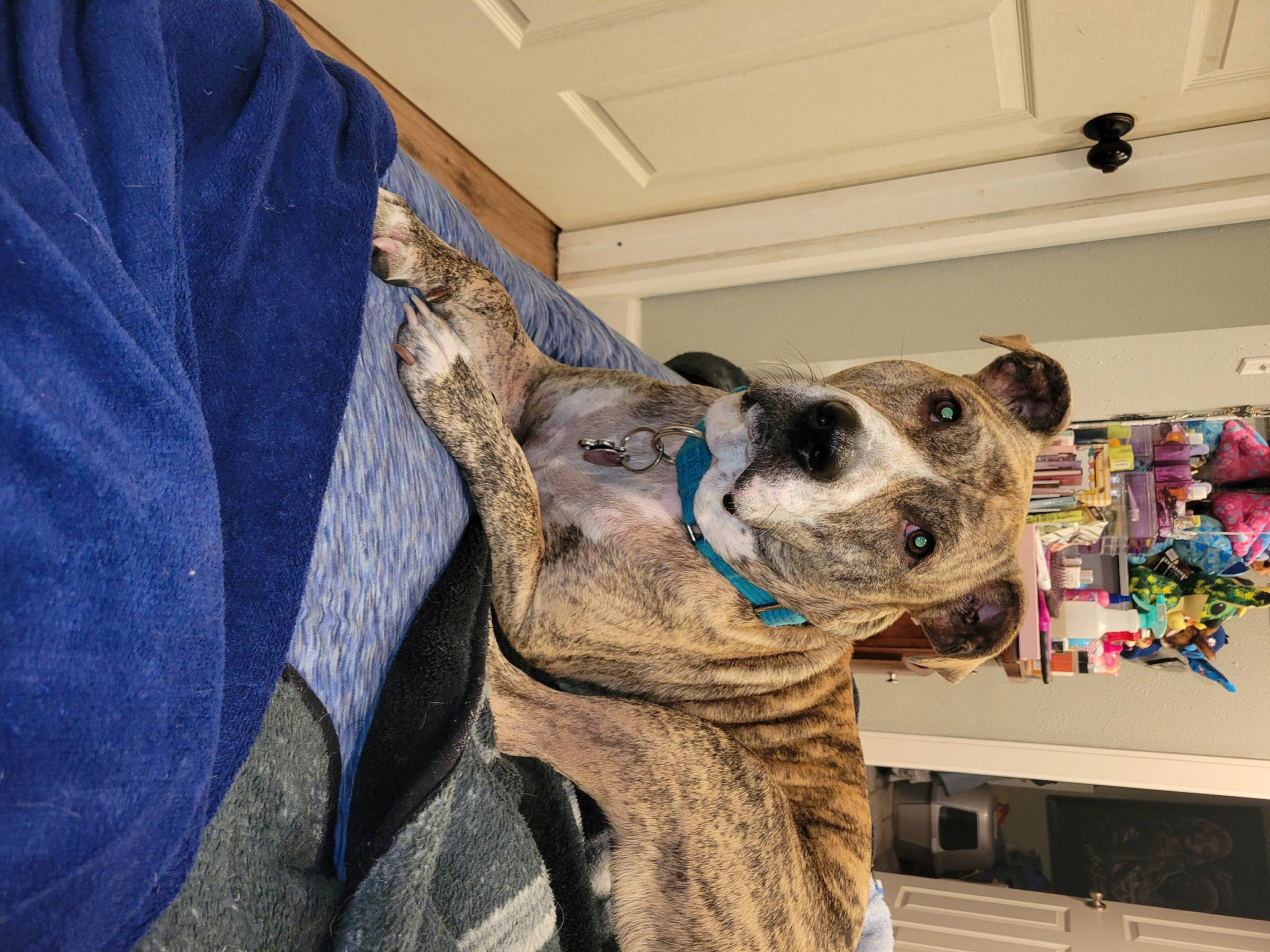 Titan is registered to the contest to win money with this photo: art, canidae, carnivore, collar, companion_dog, dog, dog_breed, dog_collar, ear, electric_blue, fawn, fur, great_dane, jaw, leash, snout, sporting_group, whiskers, window, working_animal