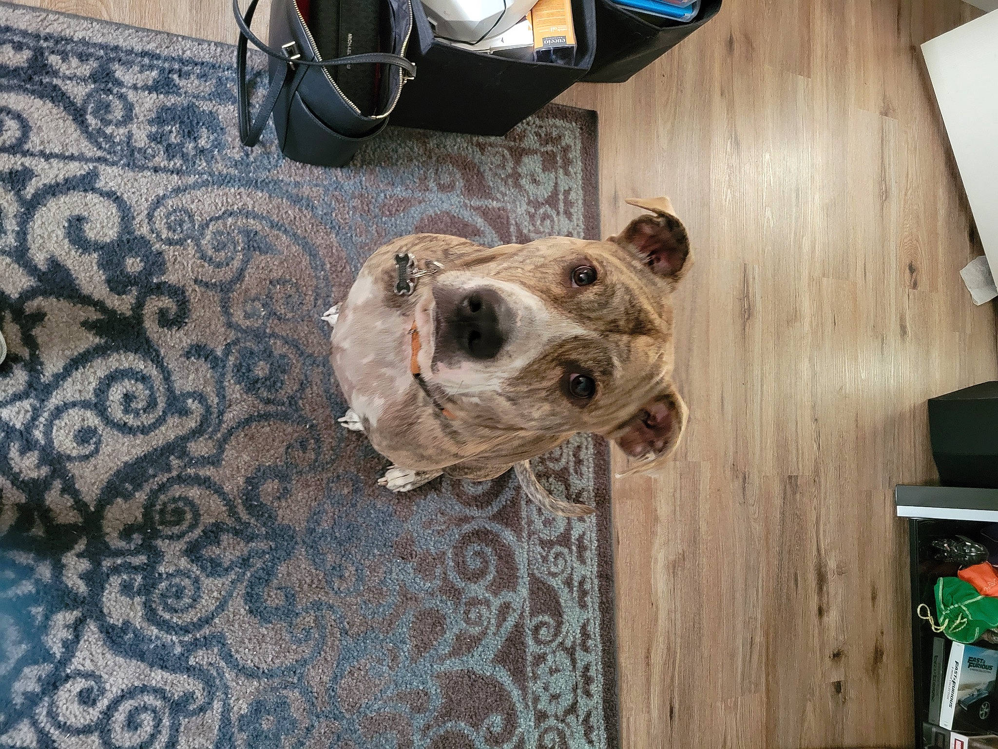 Titan is registered to the contest to win money with this photo: automotive_lighting, automotive_tire, canidae, carnivore, companion_dog, dog, dog_breed, fawn, fender, floor, flooring, hardwood, room, snout, tire, wheel, whiskers, wood, wood_stain, working_animal