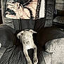 dog, puppy, chair, blanket, quilted, cushion, indoor, furniture, pet, relaxed, animal_print, ears, looking, wooden_wall, cozy, home, living_room, resting, gray, comfort