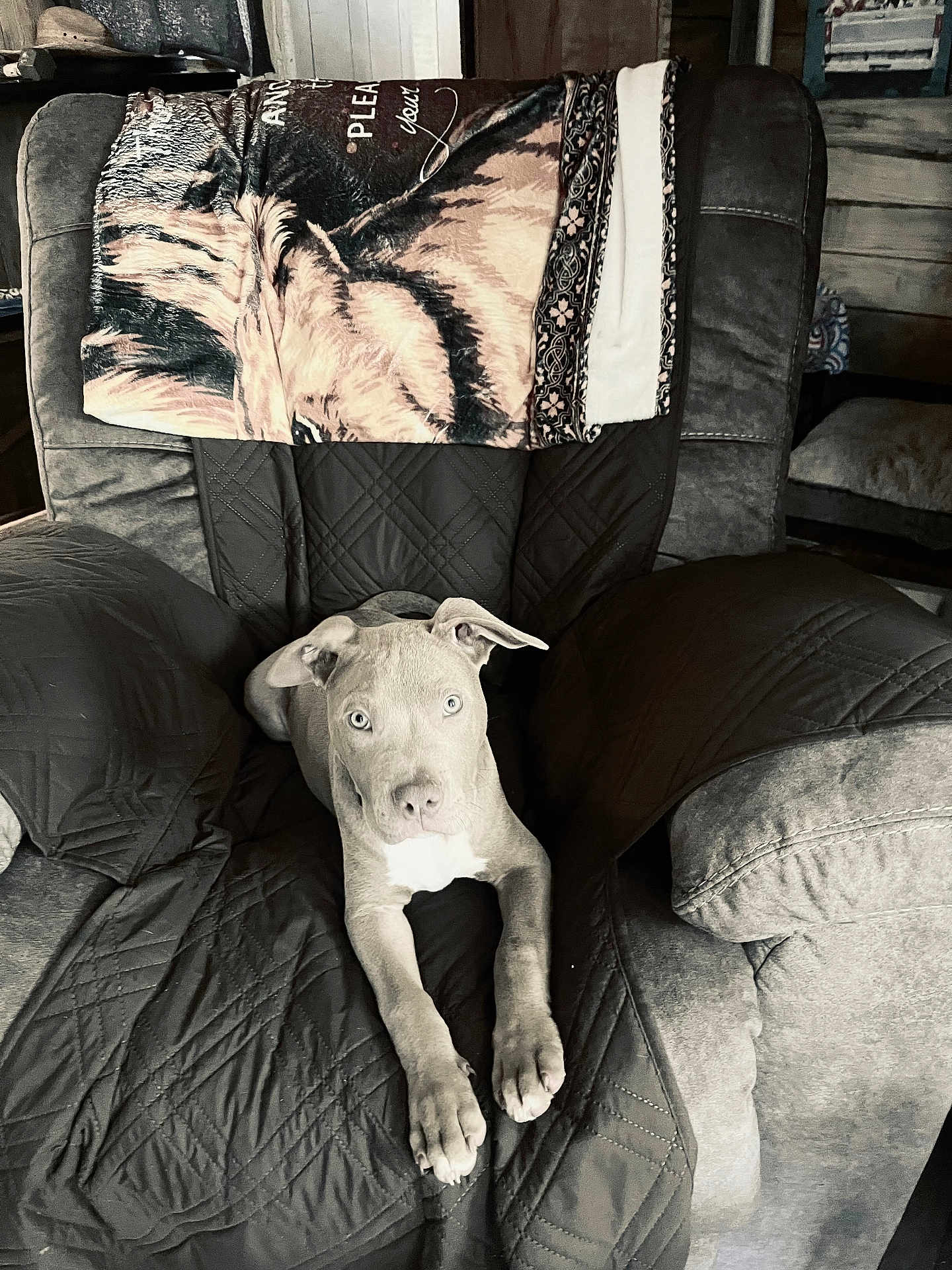 Klondike joined the competition — help win amazing prizes! dog, puppy, chair, blanket, quilted, cushion, indoor, furniture, pet, relaxed, animal_print, ears, looking, wooden_wall, cozy, home, living_room, resting, gray, comfort