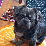 Teddy is registered to the contest to win money with this photo: dog, puppy, pet, indoor, wooden_floor, toy, rope_toy, cushion, orange_slice_cushion, paw_print_bed, brown_dog, white_paws, fur, ears, face, eyes, nose, sitting, floor, cozy