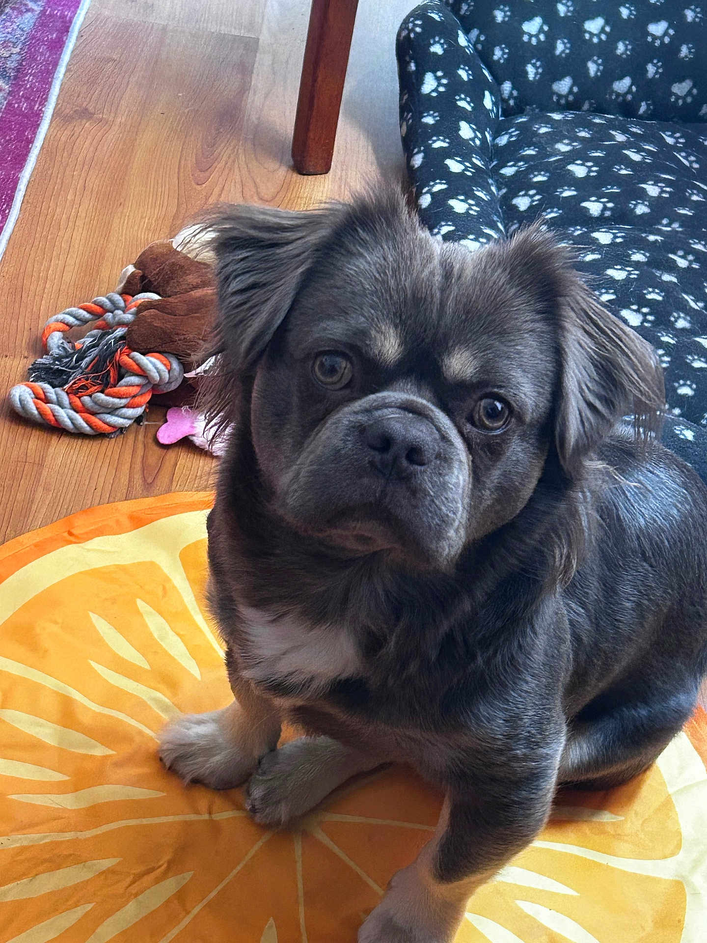 Teddy