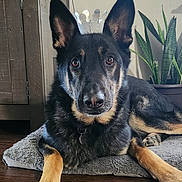 Smokey is registered to the contest to win money with this photo: dog, german_shepherd, crown, pet, portrait, indoor, houseplant, dog_bed, paw, ears, eyes, fur, collar, hardwood_floor, mat, relaxed, close_up, animal, home, cute