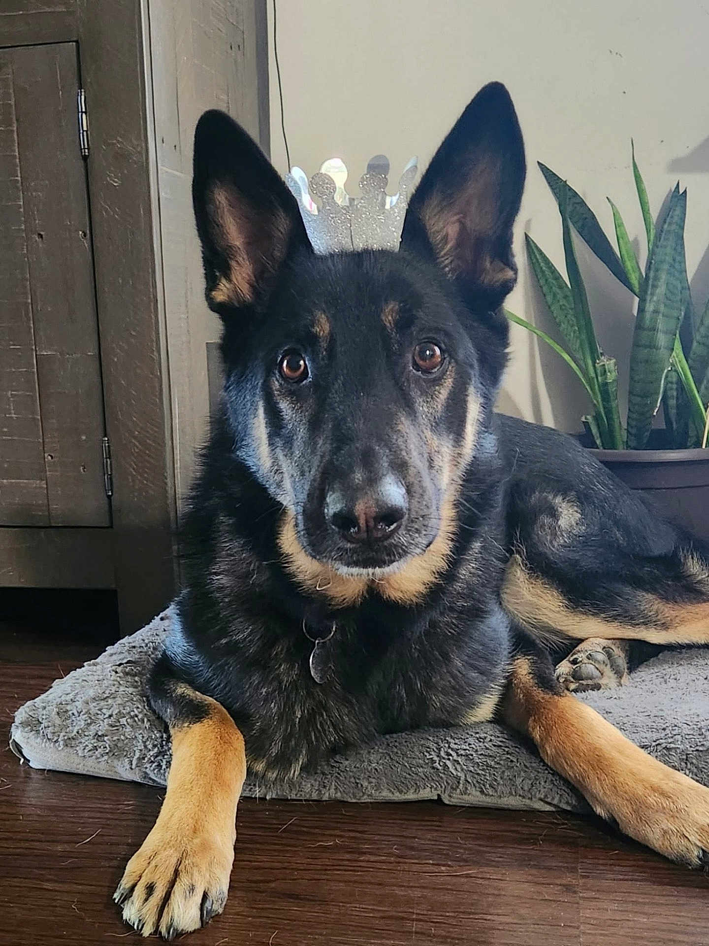 Smokey is registered to the contest to win money with this photo: dog, german_shepherd, crown, pet, portrait, indoor, houseplant, dog_bed, paw, ears, eyes, fur, collar, hardwood_floor, mat, relaxed, close_up, animal, home, cute