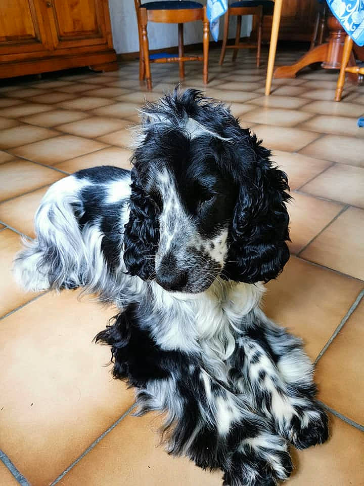 Pharos a rejoint le concours — aidez-le/la à gagner de superbes lots ! american_cocker_spaniel, blue_picardy_spaniel, canidae, carnivore, cocker_spaniel, companion_dog, dog, dog_breed, english_cocker_spaniel, field_spaniel, german_spaniel, mammal, rare_breed_dog, russian_spaniel, spaniel, sporting_group, vertebrate