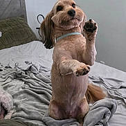Harley joined the competition — help win amazing prizes! alert, animal, bed, blanket, collar, comfort, cozy, cute, dog, domestic, fur, furniture, home, indoor, paw, pet, rest, sleeping_area, small_dog, upstanding