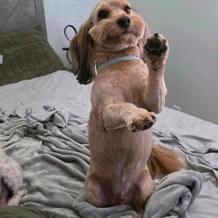 Harley