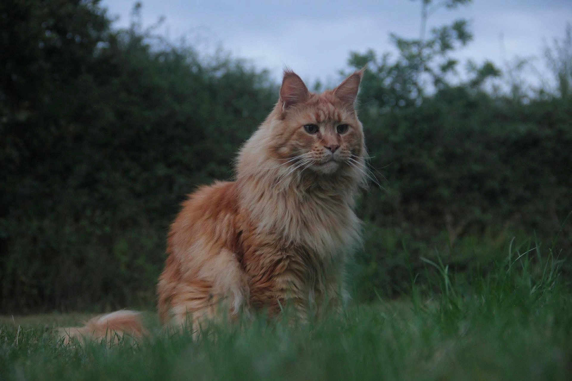 Leo is registered to the contest to win money with this photo: cat, fluffy, orange_cat, grass, outdoor, nature, animal, pet, feline, field, hedge, sky, mammal, wildlife, portrait, sitting, calm, fur, whiskers, alert