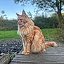 cat, orange_cat, fluffy, outdoor, wooden_deck, grass, trees, nature, pet, animal, feline, sitting, calm, majestic, fur, whiskers, daylight, portrait, side_view, peaceful
