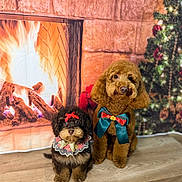 Bear And Mila is registered to the contest to win money with this photo: dog, poodle, pet, holiday, christmas, fireplace, decorations, bow, cute, indoors, floor, fur, animal, festive, portrait, background, christmas_tree, holiday_season, warm, cozy
