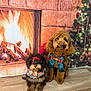 dog, poodle, pet, holiday, christmas, fireplace, decorations, bow, cute, indoors, floor, fur, animal, festive, portrait, background, christmas_tree, holiday_season, warm, cozy