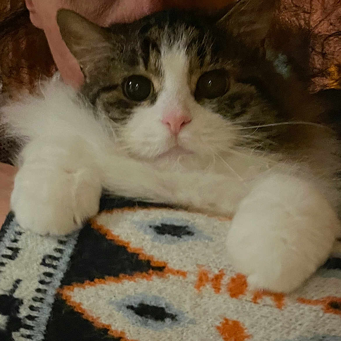 Valery joined the competition — help win amazing prizes! abyssinian, angora, animal, blanket, bread, cat, chair, couch, cushion, food, furniture, homedecor, indoors, kitten, manx, person, pet, siamese, sleeping, white
