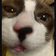Olivia is registered to the contest to win money with this photo: cat, close_up, face, nose, whiskers, eyes, fur, pet, animal, indoor, blurred, curious, muzzle, white_fur, brown_fur, portrait, domestic_cat, feline, snout, close_range