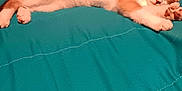 Olivia joined the competition — help win amazing prizes! cat, orange, white, pet, animal, feline, bed, blanket, indoor, resting, cute, fur, whiskers, ears, paws, domestic, relaxed, lying_down, looking, wall