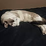 Olivia is registered to the contest to win money with this photo: cat, sleeping, paw, fur, cozy, resting, domestic_cat, animal, pet, cute, indoor, relaxation, black_blanket, whiskers, claws, tail, soft, quiet, peaceful, fur_pattern