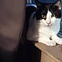 Babar joined the competition — help win amazing prizes! cat, black_and_white, windowsill, indoor, pet, animal, feline, yellow_eyes, curious, resting, window, shadow, dim_light, whiskers, ears, nose, paws, fur, domestic_cat, looking