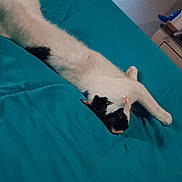 Babar joined the competition — help win amazing prizes! cat, black_and_white, stretching, bed, teal_bedspread, indoor, feline, pet, relaxed, cute, animal, whiskers, fur, resting, cozy, domestic, lying_down, curious, comfortable, home
